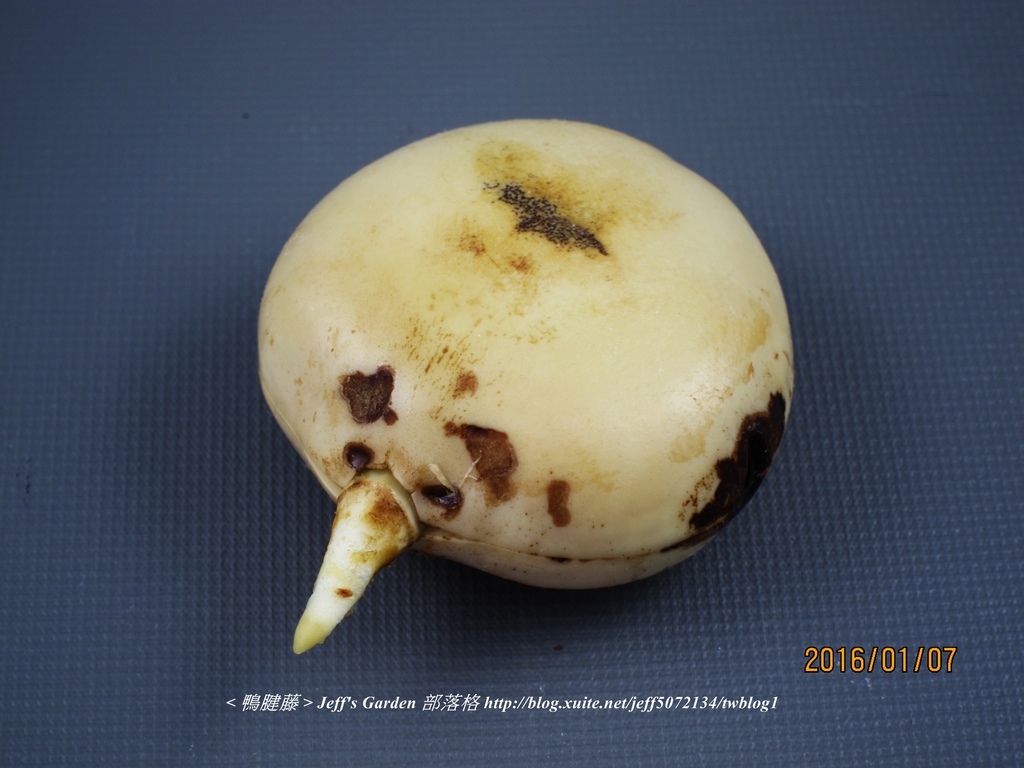 07 鴨腱藤  種植記錄 2015.12.23 Jojo Lin分享.jpg - 種子盆栽種植過程 07