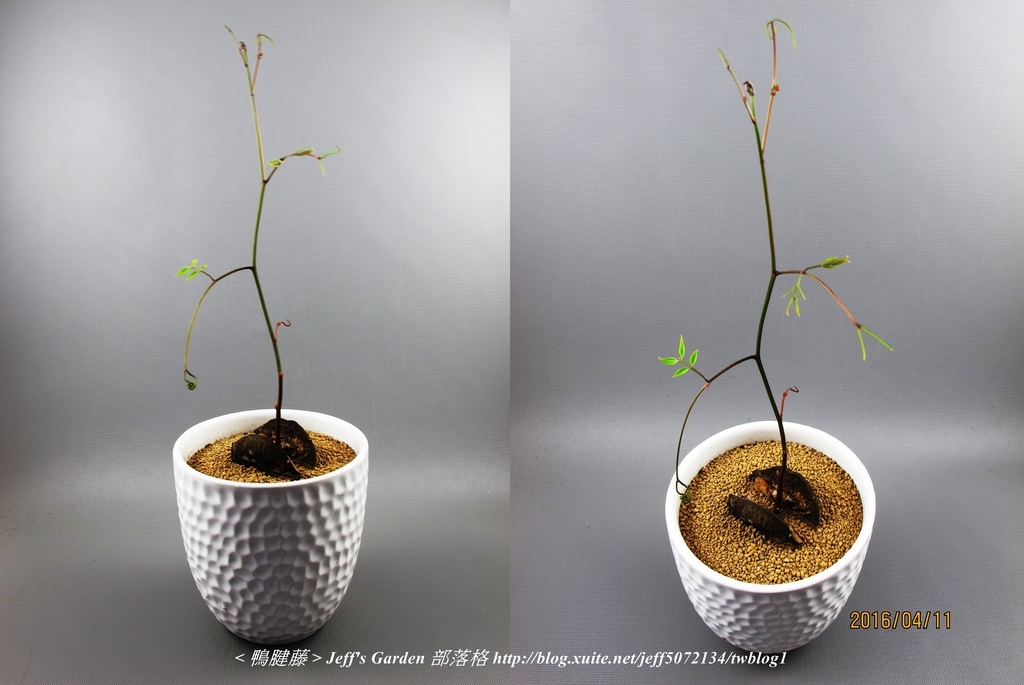 10 鴨腱藤  種植記錄 2015.12.23 Jojo Lin分享.jpg - 種子盆栽種植過程 07