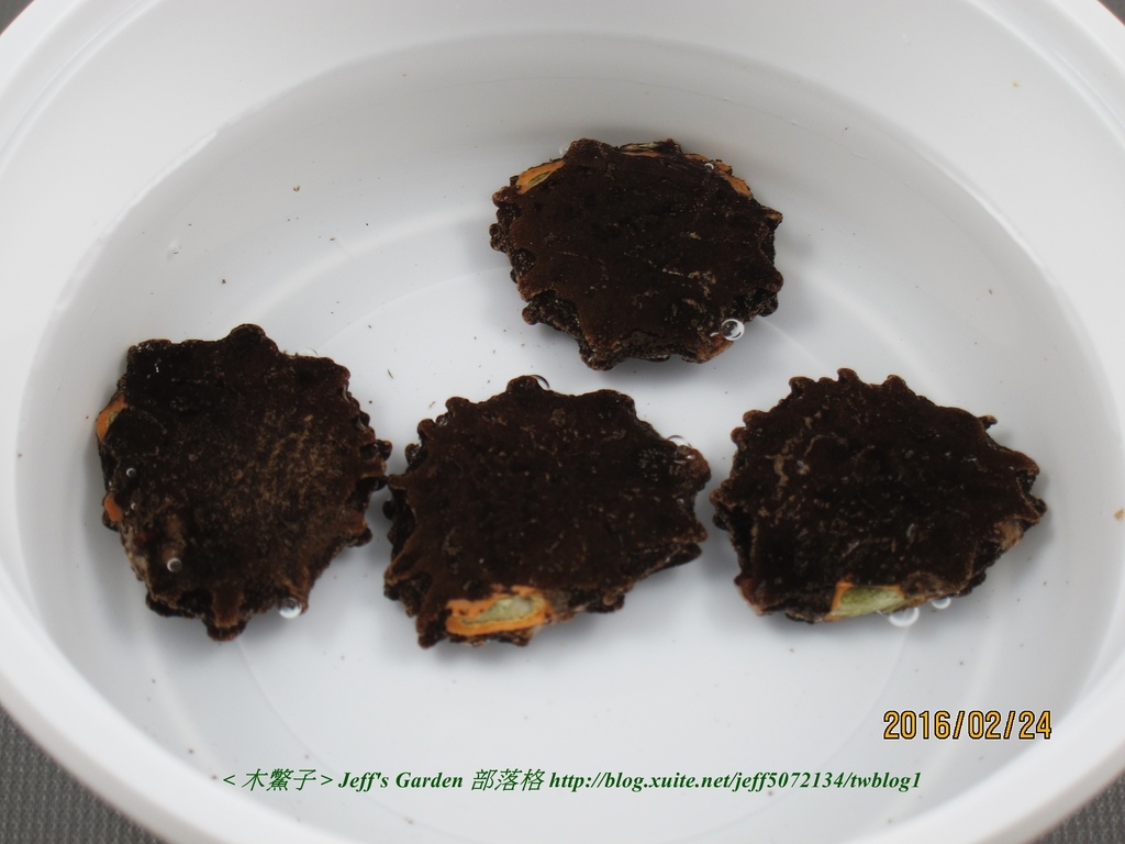 03 木鱉子 種植記錄 2016.02.24 黃子婷分享.jpg - 種子盆栽種植過程 07
