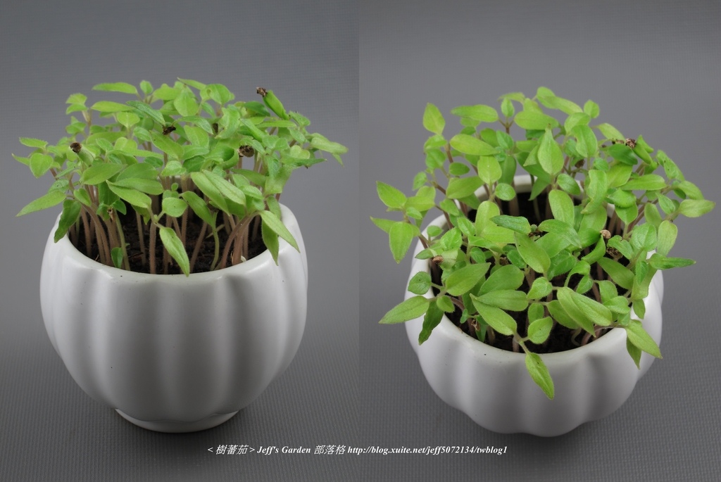 08 樹蕃茄 種植記錄 2015.11.09 江玉雲分享.jpg - 種子盆栽種植過程 06