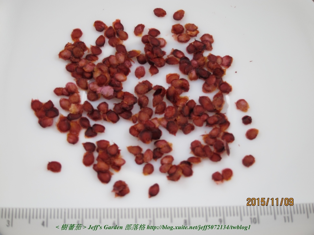 03 樹蕃茄 種植記錄 2015.11.09 江玉雲分享.jpg - 種子盆栽種植過程 06