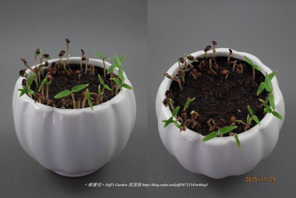 05 樹蕃茄 種植記錄 2015.11.09 江玉雲分享.jpg - 種子盆栽種植過程 06