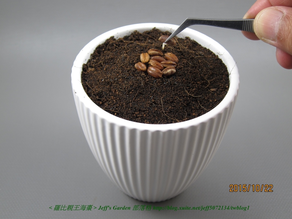 07 羅比親王海棗 種植記錄 2015.09.19.jpg - 種子盆栽種植過程 06