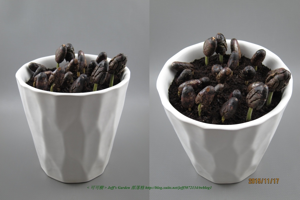 04 可可樹 種植記錄 2015.11.05 黃友里分享.jpg - 種子盆栽種植過程 06