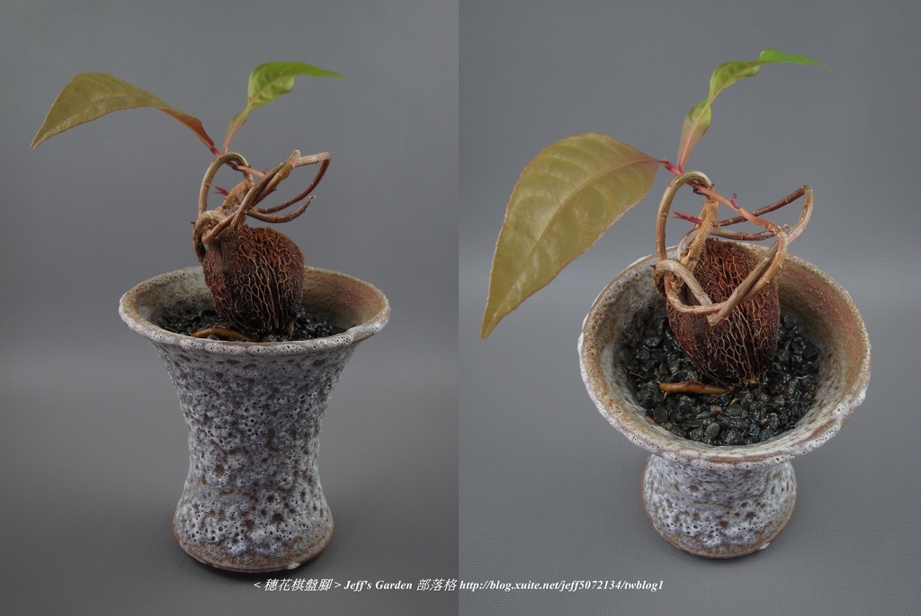 09 穗花棋盤腳 種植記錄 2014.12.08 愛麗絲分享.jpg - 種子盆栽種植過程 06