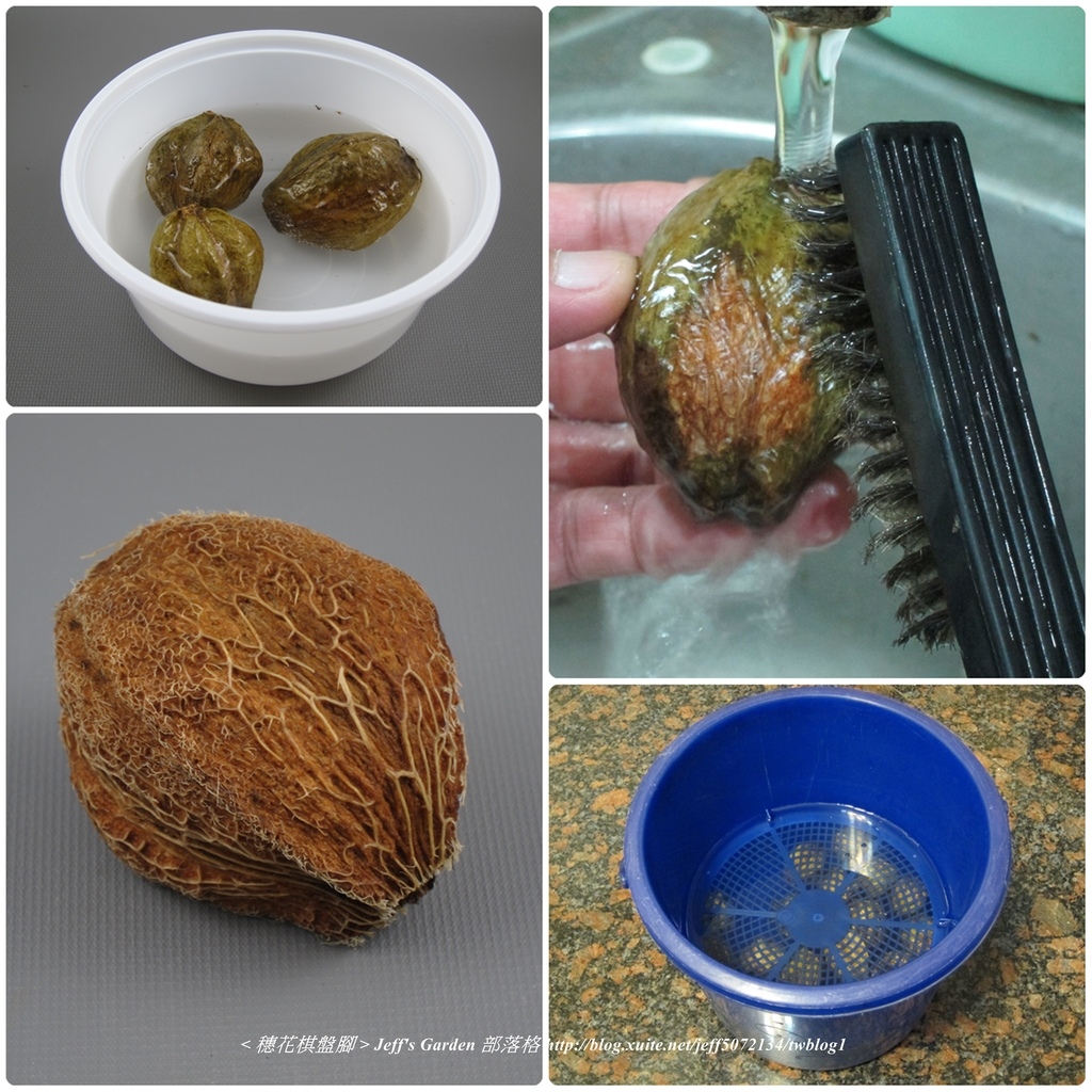 04 穗花棋盤腳 種植記錄 2014.12.08 愛麗絲分享.jpg - 種子盆栽種植過程 06