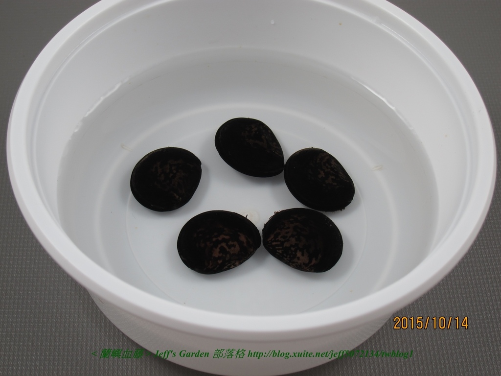 03 蘭嶼血藤 種植記錄 2015.10.13 Jojo Lin分享.jpg - 種子盆栽種植過程 06