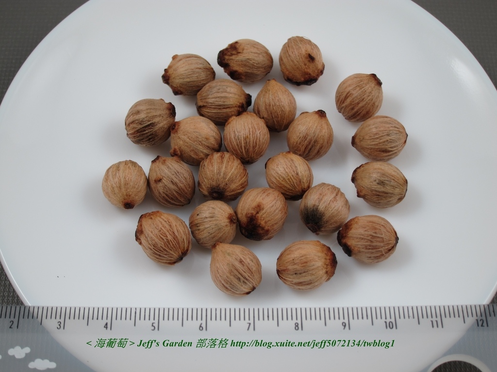 03 海葡萄 種植記錄 2015.10.16 高美蓉分享.jpg - 種子盆栽種植過程 05