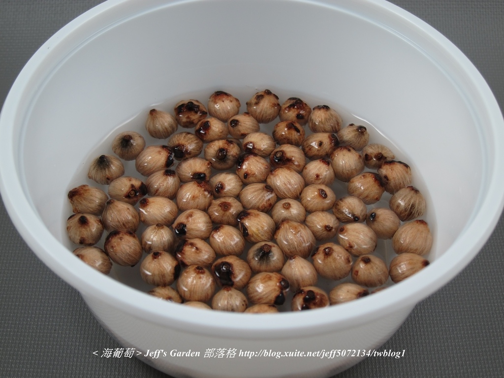04 海葡萄 種植記錄 2015.10.16 高美蓉分享.jpg - 種子盆栽種植過程 05