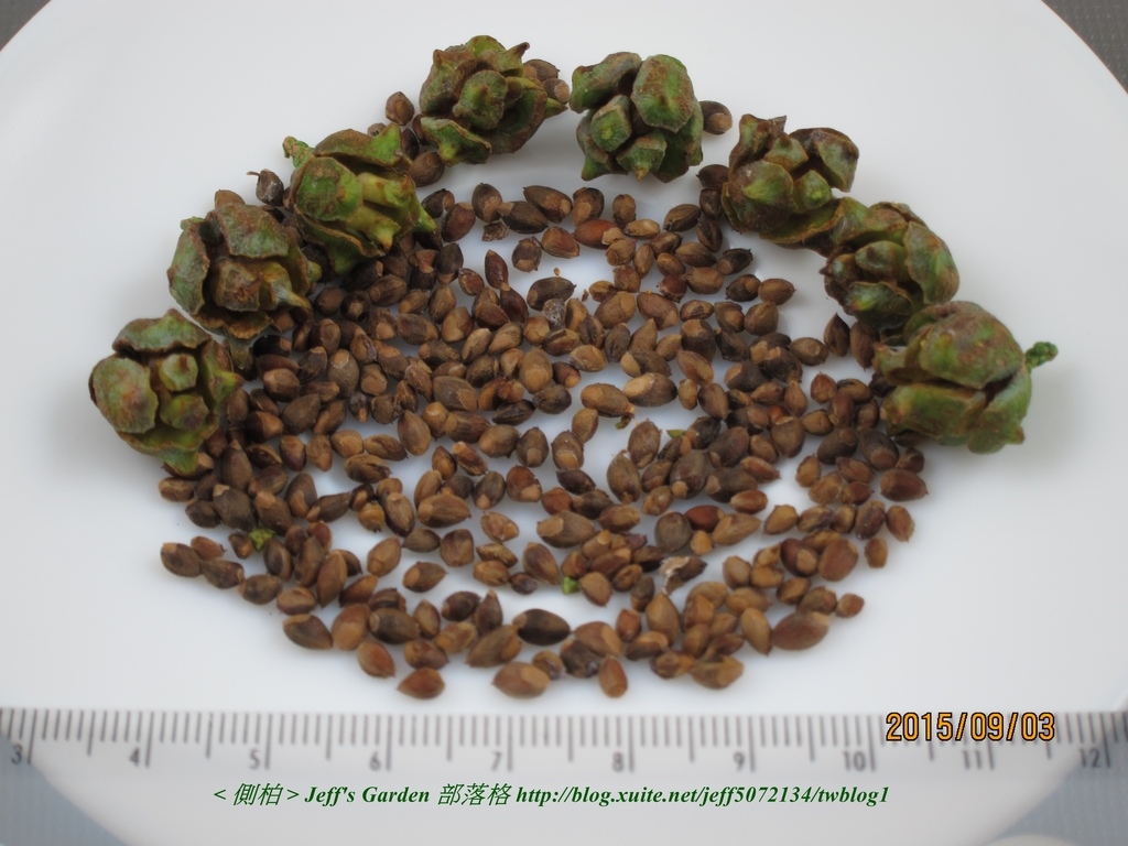 02 側柏 種植記錄 2015.09.02 張曼莉分享.jpg - 種子盆栽種植過程 05