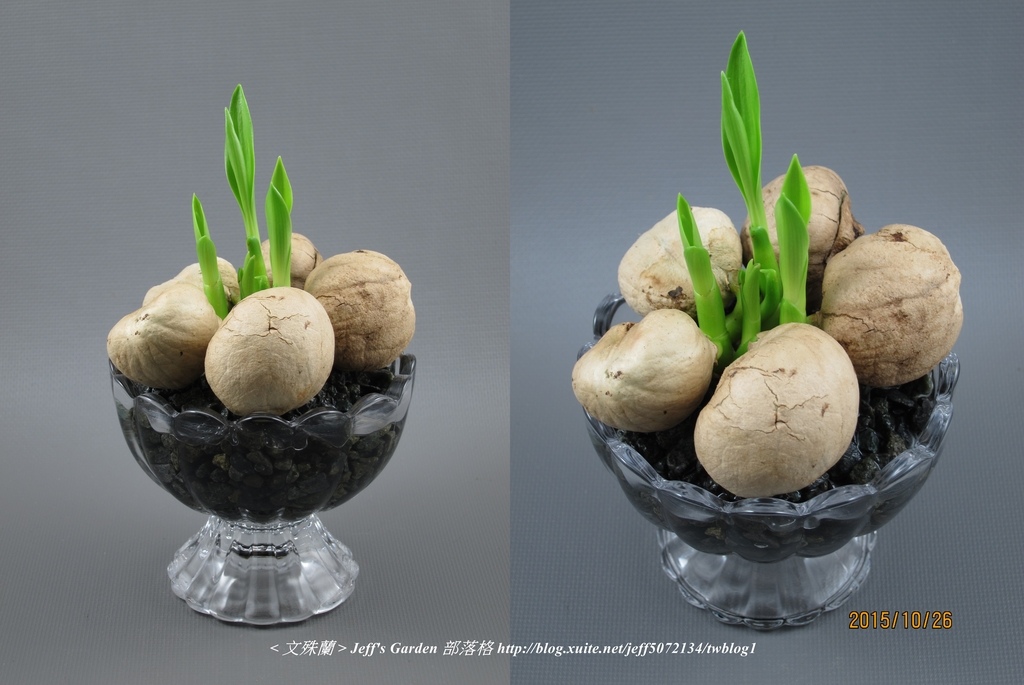 04 文殊蘭 種植記錄 2015.10.15 Jojo Lin分享.jpg - 種子盆栽種植過程 05