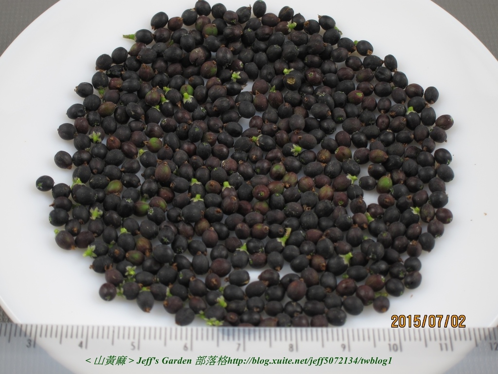 03 山黃麻 種植記錄 2015.07.02.jpg - 種子盆栽種植過程 05