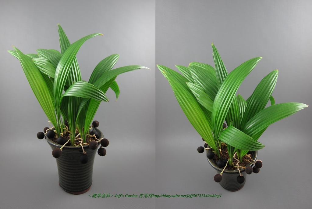 08 圓葉蒲葵 種植記錄 2014.11.20 鳳英分享.jpg - 種子盆栽種植過程 05