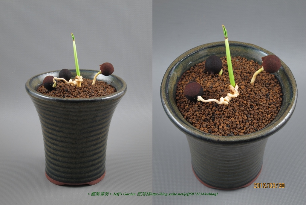 05 圓葉蒲葵 種植記錄 2014.11.20 鳳英分享.jpg - 種子盆栽種植過程 05
