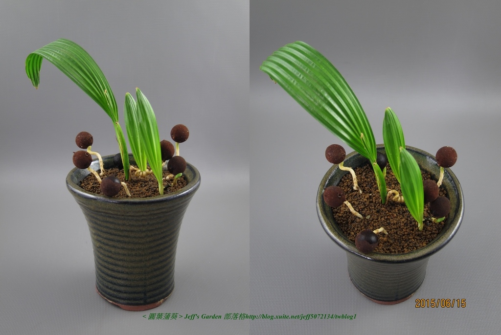 06 圓葉蒲葵 種植記錄 2014.11.20 鳳英分享.jpg - 種子盆栽種植過程 05