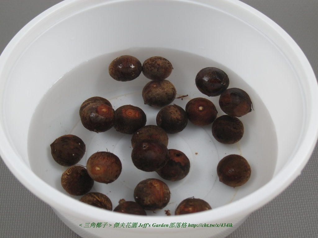 05 三角椰子 種植記錄2015.09.04 Jojo Lin分享.jpg - 種子盆栽種植過程 05