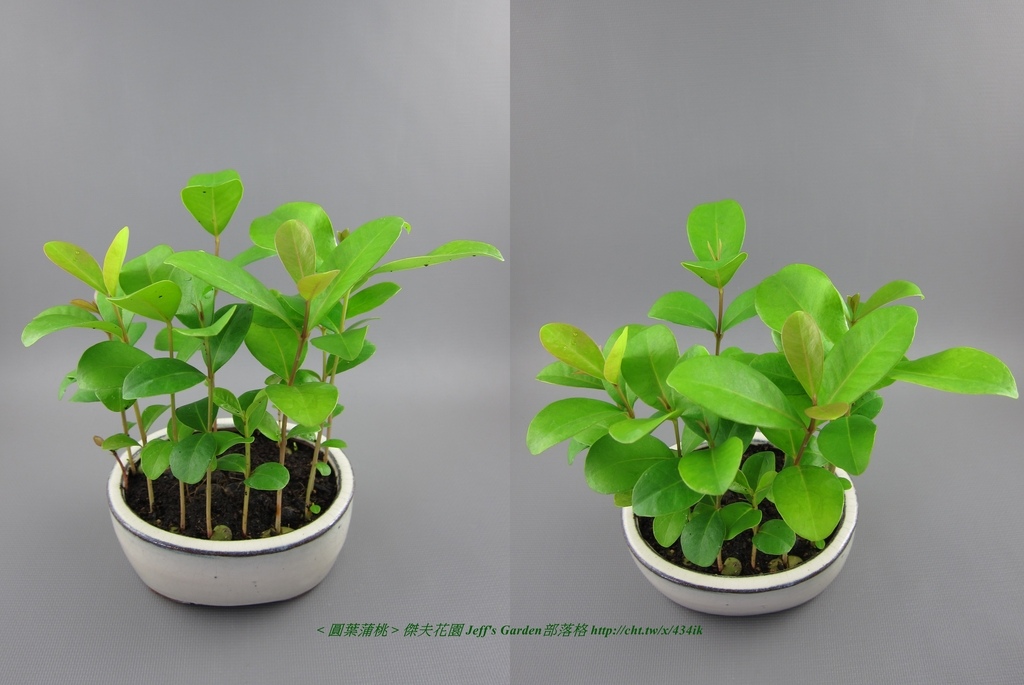 06 圓葉蒲桃 種植記錄 2015.07.02 百合芳嬌分享.jpg - 種子盆栽種植過程 05