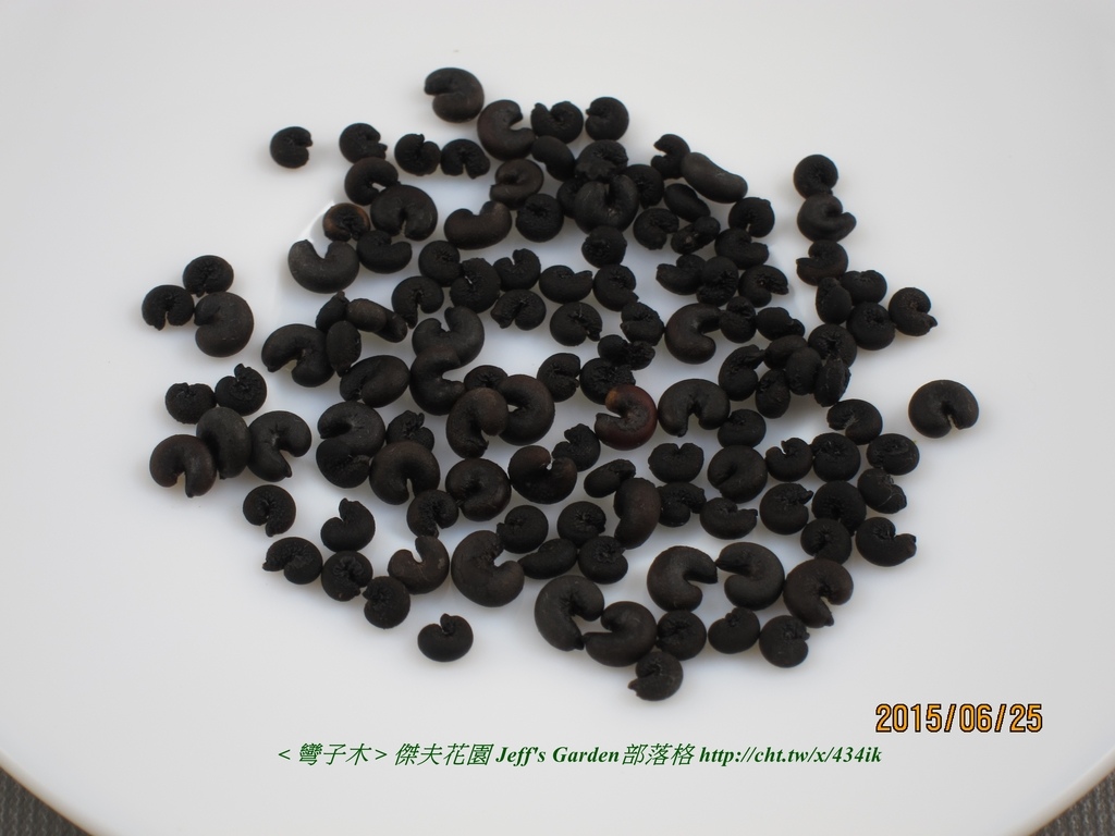 05 彎子木 種植記錄2015.06.23 Jojo Lin分享.jpg - 種子盆栽種植過程 05
