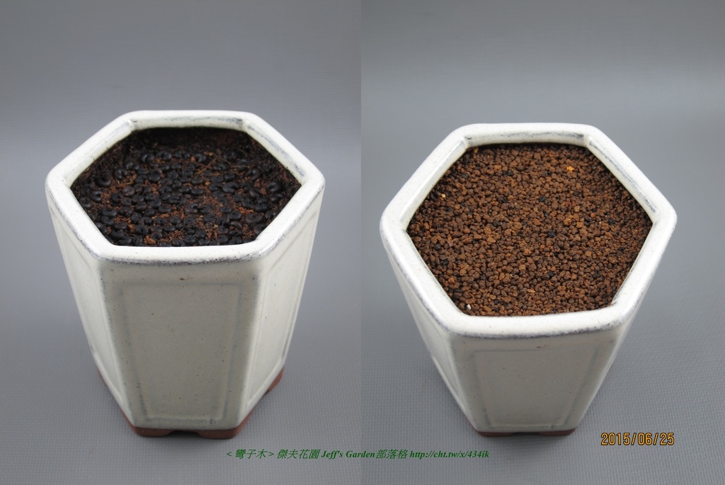 06 彎子木 種植記錄2015.06.23 Jojo Lin分享.jpg - 種子盆栽種植過程 05