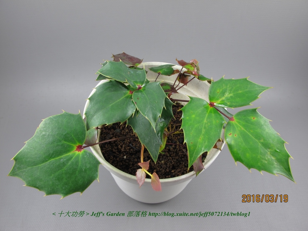 10 十大功勞 種植記錄 2014.06.04 (柴華弟 分享).jpg - 種子盆栽種植過程 07