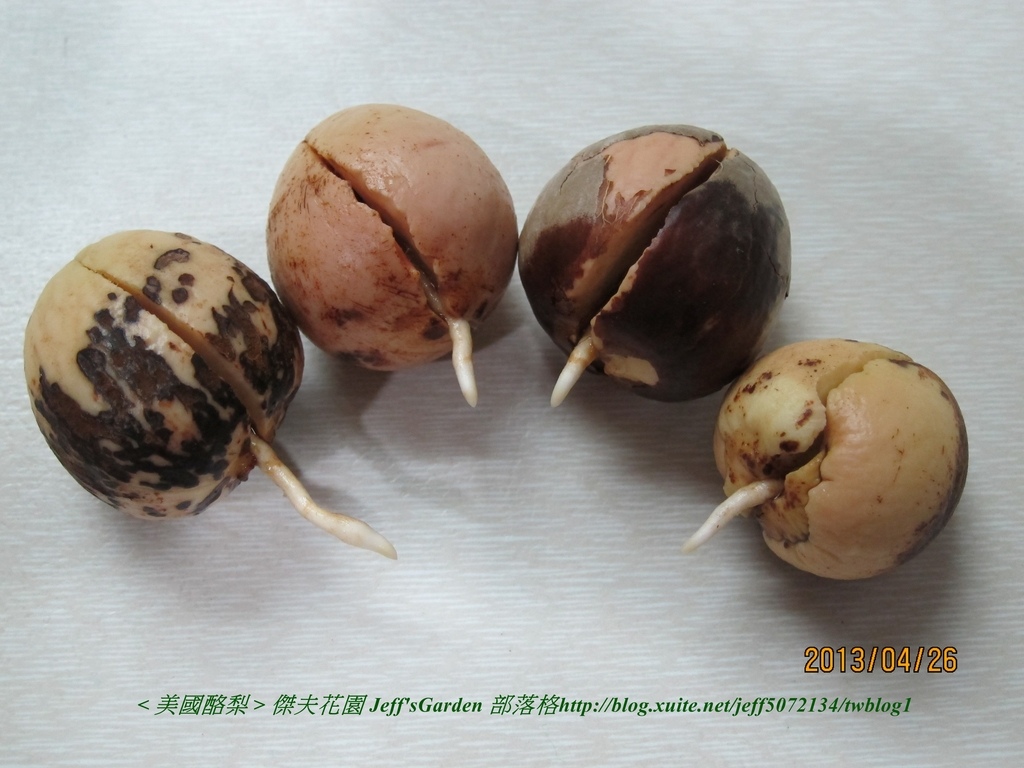 03 美國酪梨 種植記錄 2013 03.18.jpg - 種子盆栽種植過程 11