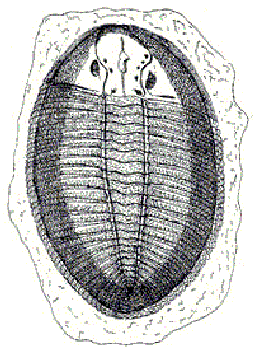 ogygiocarella_thumb[3]