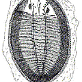 ogygiocarella_thumb[3]