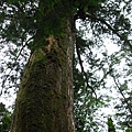 2010-07-18 棲蘭 神木林