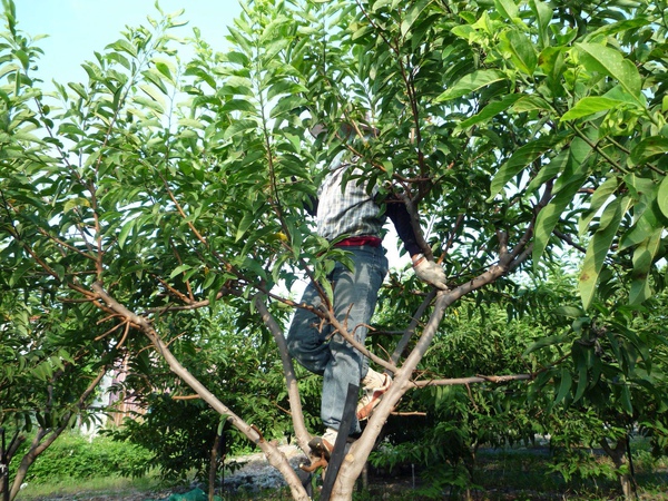 台東太麻里大目釋迦