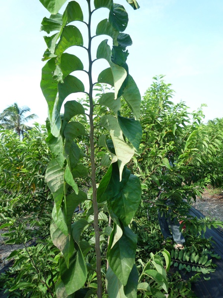 台東太麻里大目釋迦