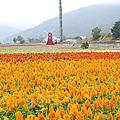 關山.池上花海