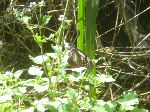 DSC04425.JPG