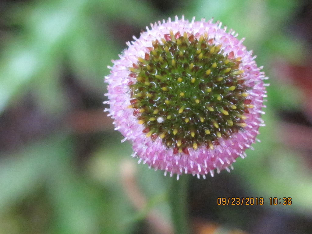 20180923 (103) 楠梓仙溪林道旁的矮菊 [Myriactis humilis].JPG