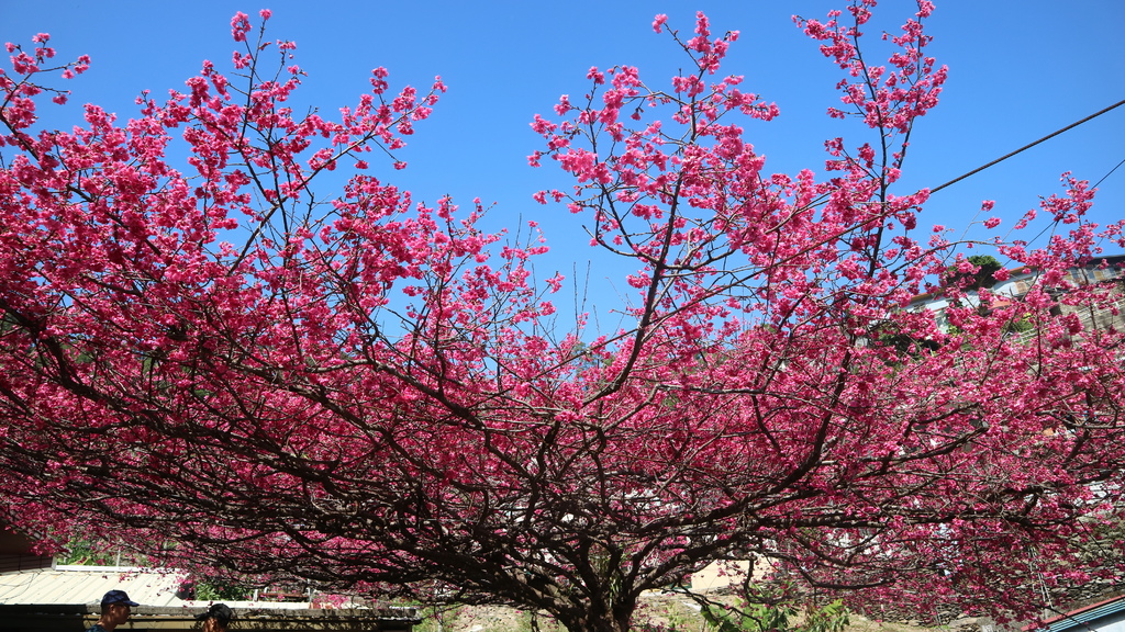 20180217 (251) 花巷道 [霧台櫻花王].JPG