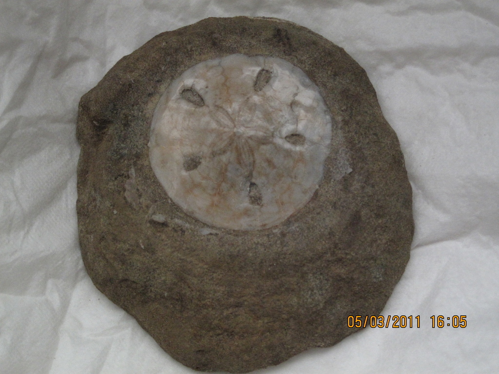 水楠洞的孔盾海膽化石清理完畢後(02) 20110227.JPG