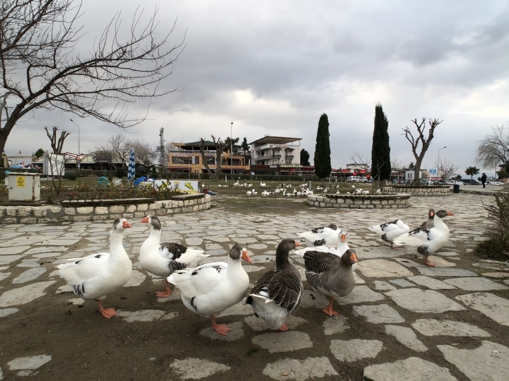 20190108 (224) 棉堡 [巴穆卡麗(Pamukkale)].jpg