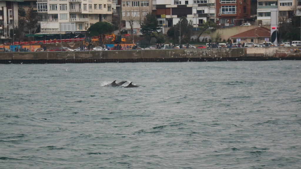 20190113 (420) 博斯普魯斯海峽裡的海豚.JPG