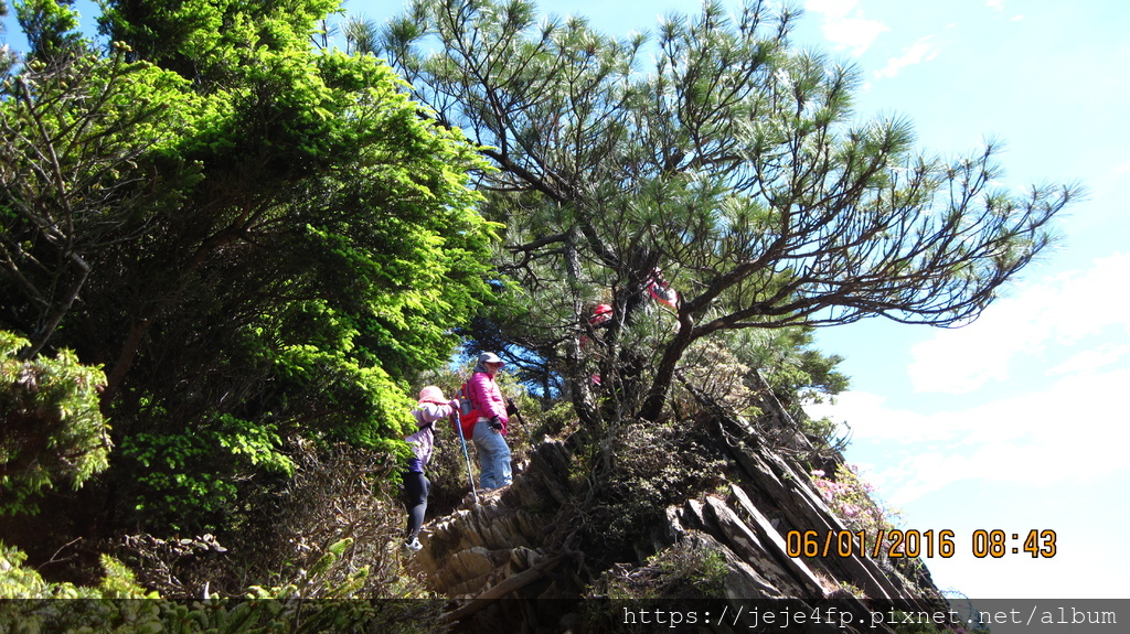 20160601 (56) 合歡山北峰登山步道 0.1-0.2km之間 [生長於陡峭厓壁旁的二葉松].JPG