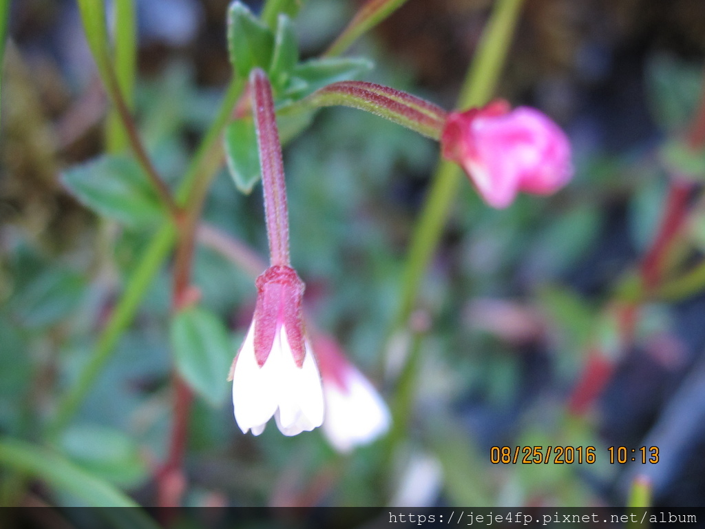 合歡山柳葉菜 (Epilobium hohuanense) (2).JPG