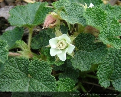 玉山懸鉤子(Rubus calycinoides).jpg