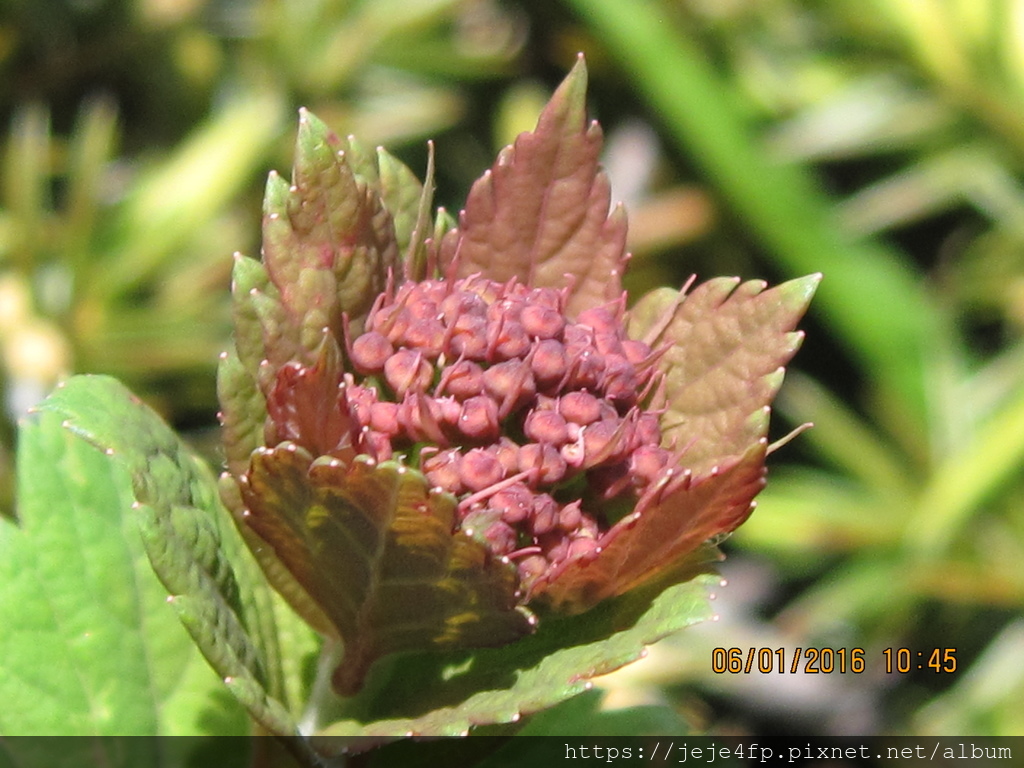 20160601 (168) 含苞待放中的假繡線菊 [Spiraea hayatana (複繖房花序)].JPG