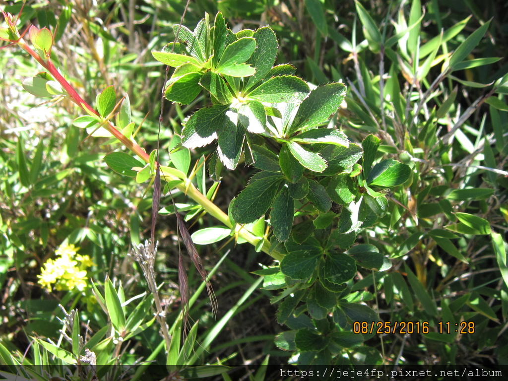 Berberis mossisonensis (玉山小檗) (3) 花期已經結束.JPG