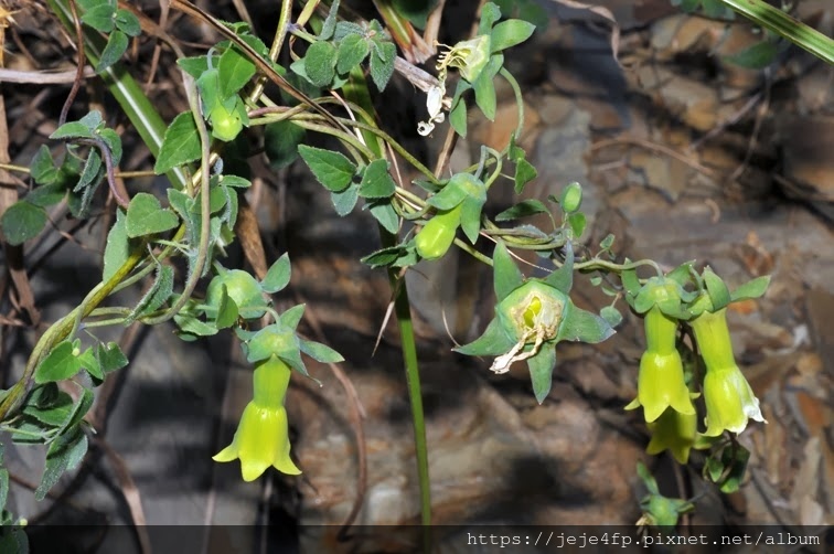 Codonopsis kawakamii (玉山山奶草) (1).JPG