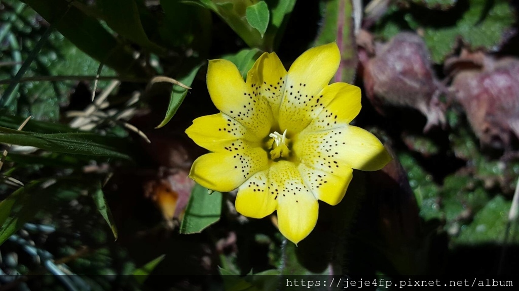 Gentiana scabrida var. punctulata  (黑斑龍膽) (2).jpg