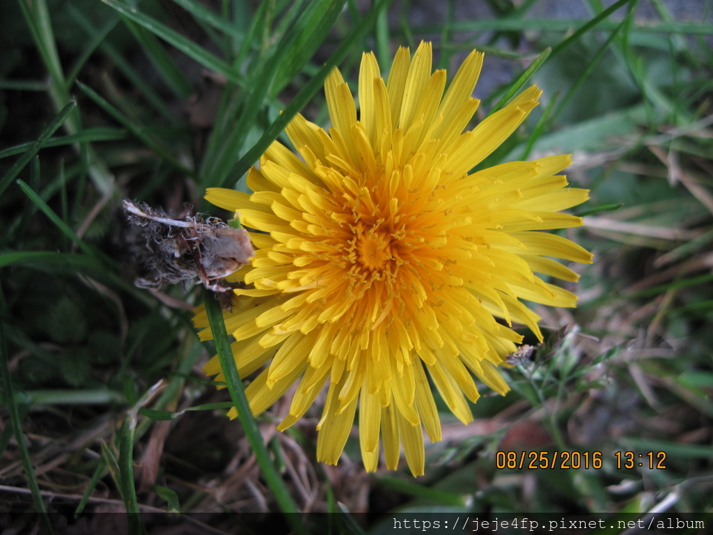 Hypochaeris radicata (貓耳菊).JPG