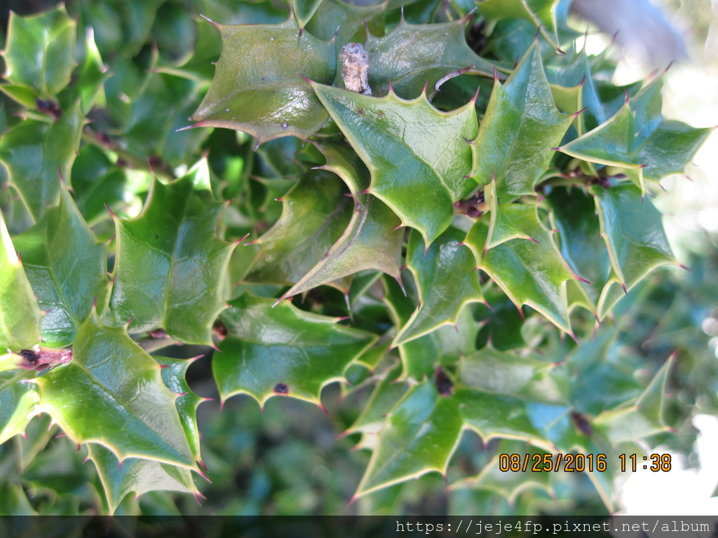 Ilex bioritsensis (苗栗冬青)---淡黃綠色的花.JPG