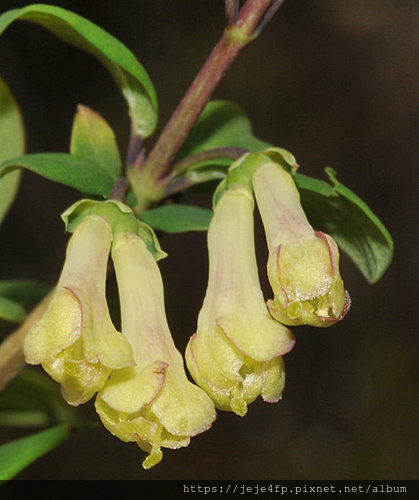 Lonicera kawakamii (川上氏忍冬) (2).jpg