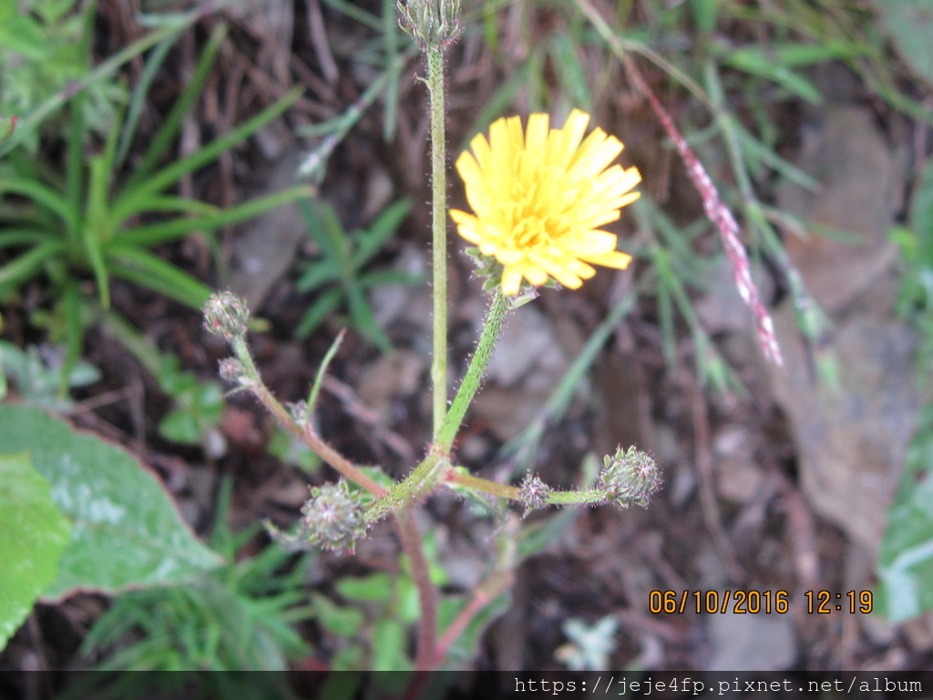 Picris morrisonensis (玉山毛連菜) (1).JPG