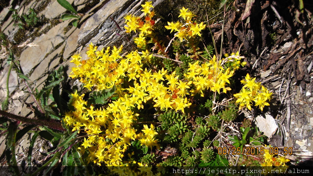 Sedum morrisonense (玉山佛甲草) (1).JPG