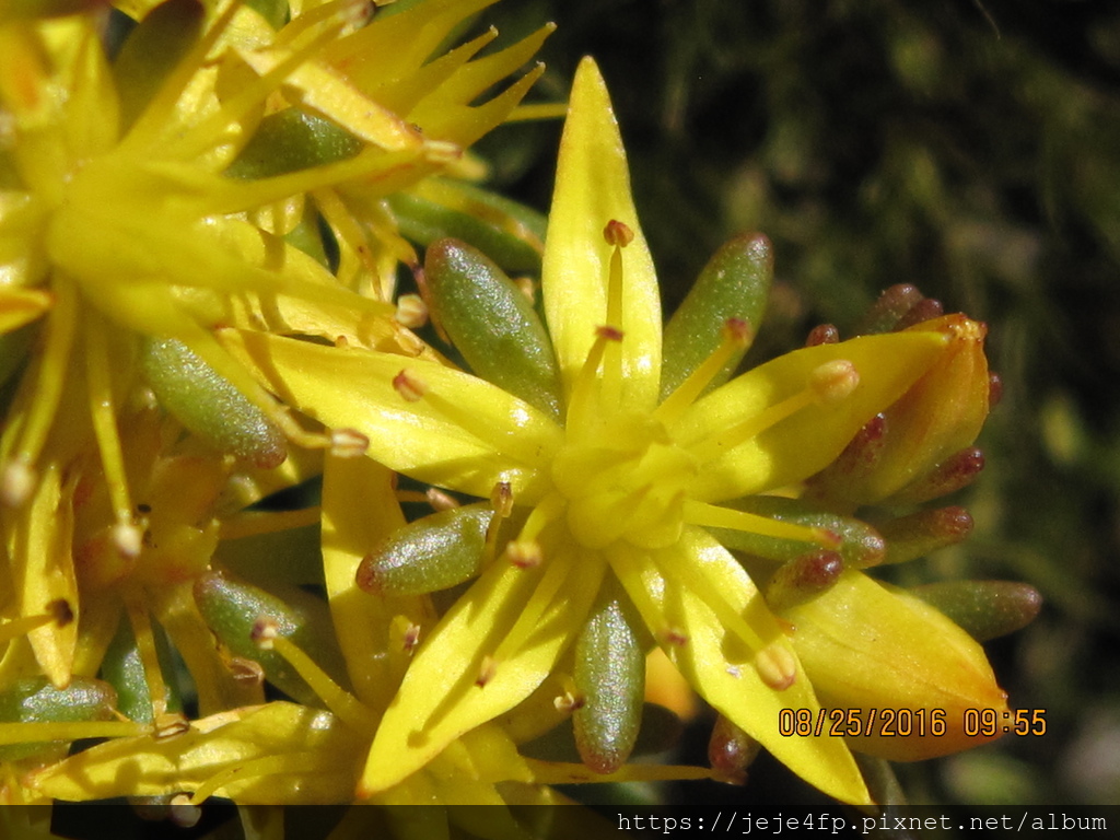 Sedum morrisonense (玉山佛甲草) (2).JPG